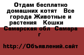 Отдам бесплатно домашних котят - Все города Животные и растения » Кошки   . Самарская обл.,Самара г.